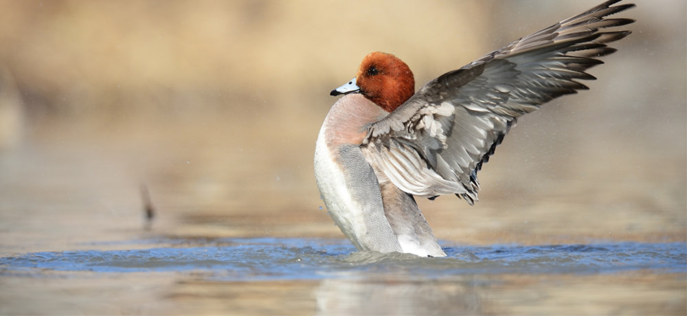 communaute-communes-mortagne-cite-oiseaux-3