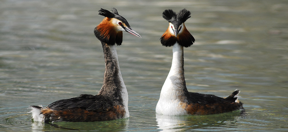 communaute-communes-mortagne-cite-oiseaux-4