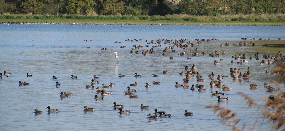 communaute-communes-mortagne-cite-oiseaux-5